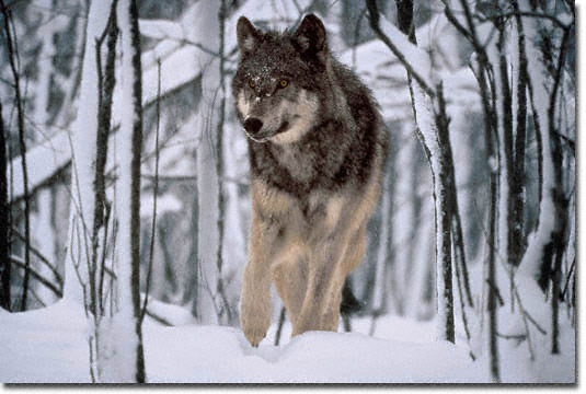 BW128_TimberWolf_525.jpg