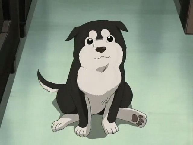 Black_Hayate_(FMA).JPG