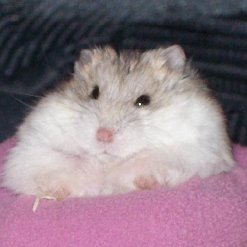 Charlie.jpg