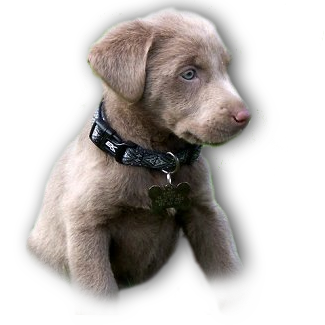 silverlab.png