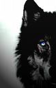 dark wolf.jpg