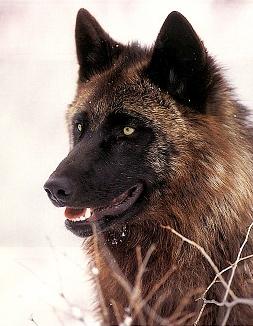 1136193571brownwolf.jpg