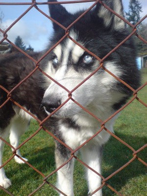 husky_by_BlackCodrin.jpg