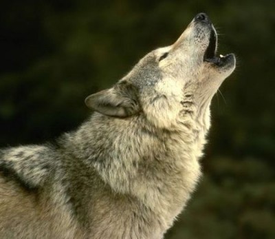 wolf-howl[1].jpg