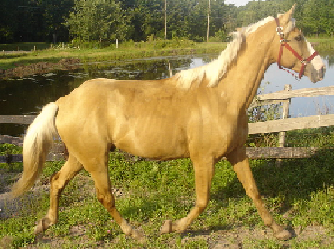 Palomino.png