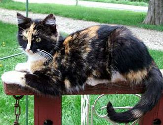 calico031907.jpg