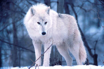 mywolf.jpg
