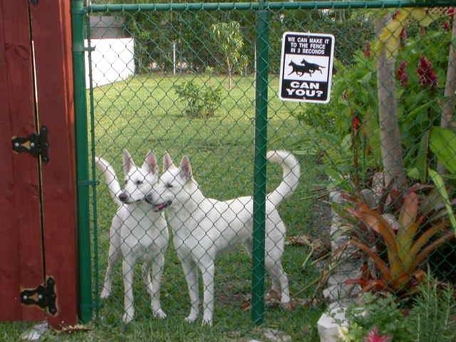whitesheps-1.jpg