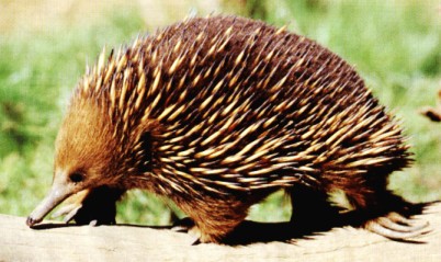 echidna.jpg