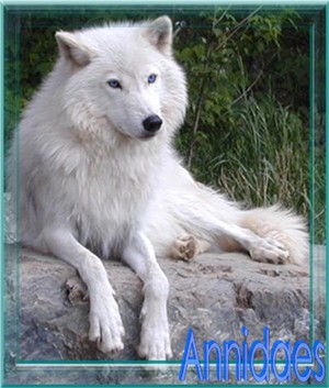 Annidaes3.jpg