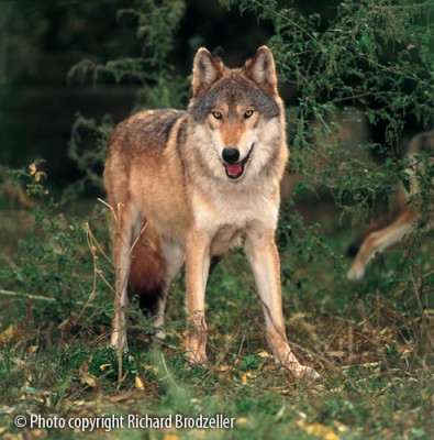 NematTimberWolf_lg.jpg