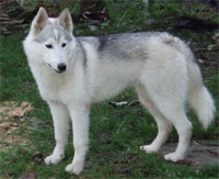 husky.jpg