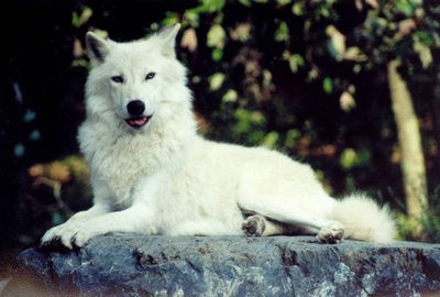 Arctic_Wolf_1.jpg