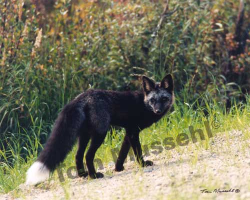 black_fox_PFX-12_500.jpg