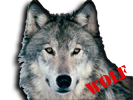 WolfFace kopie.png