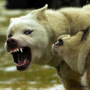 snarl.jpg