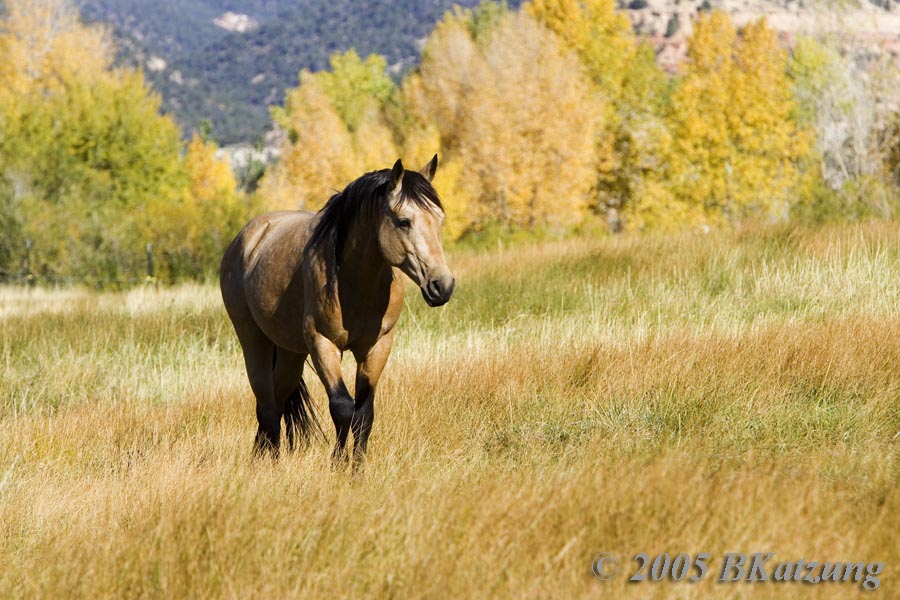 horse-buckskin_PSadj_KI8Q7415-glow.jpg
