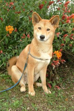 dingo.jpg