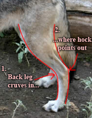 Back Leg Demonstration.jpg