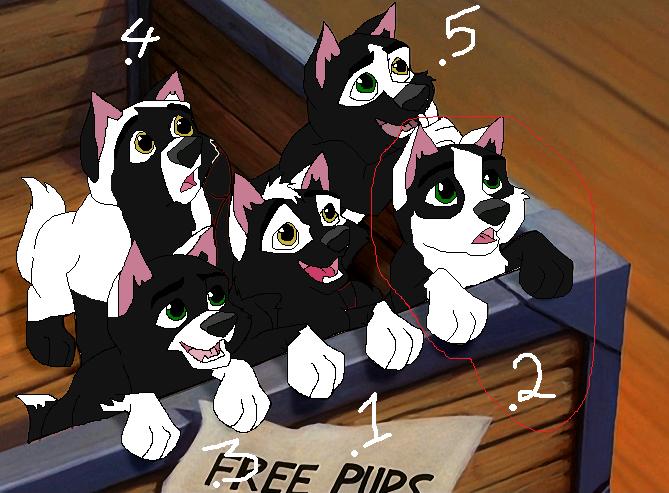 piccypup.jpg