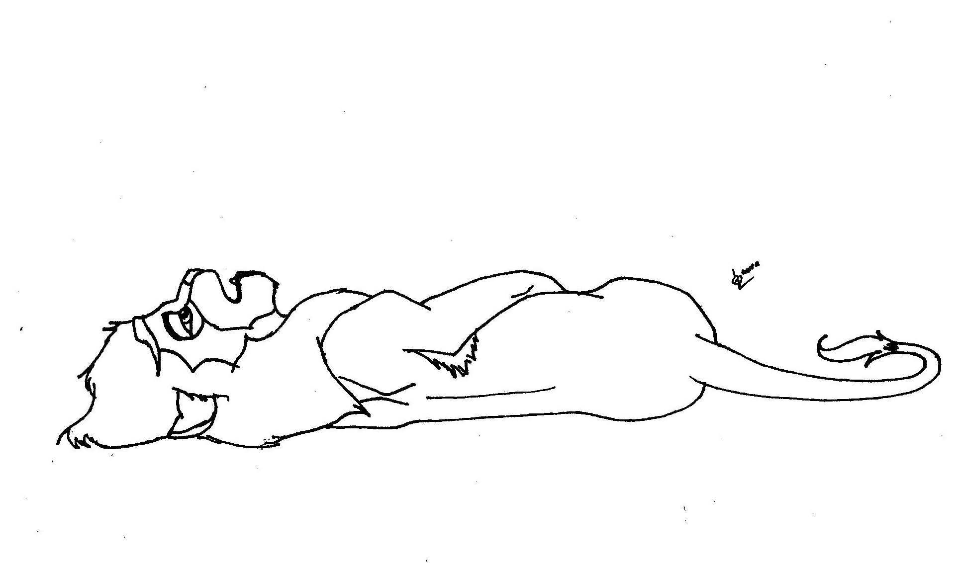 lion 004.jpg