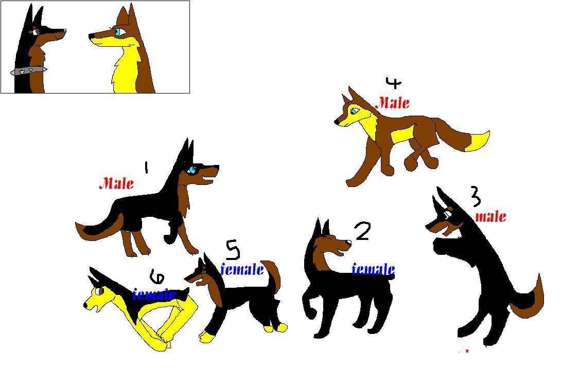 doberman shepered.JPG