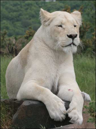 a_a_lioness_01_338x450.jpg