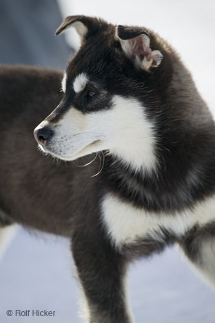 husky_puppy_T3211.jpg