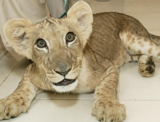 11_ae_lion_cub_5[1].jpg