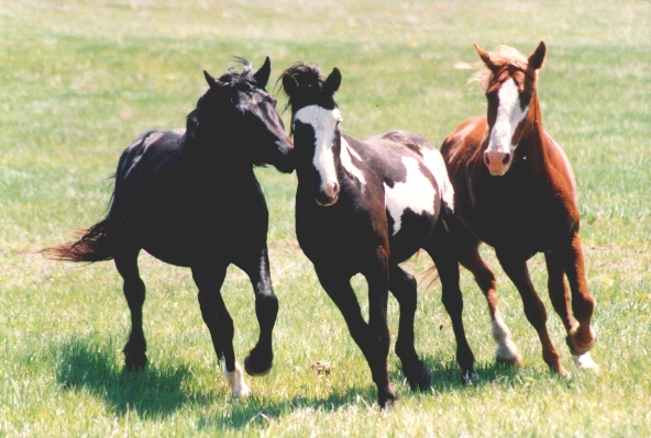 nokotahorses.jpg
