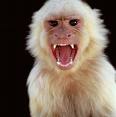 monkey.jpg
