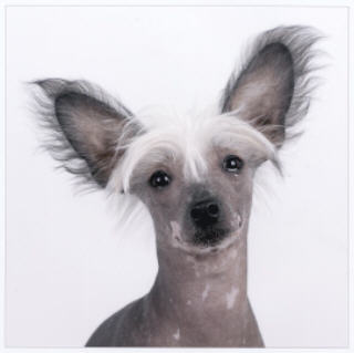 linda%20old%20dog%20photos%201682.jpg