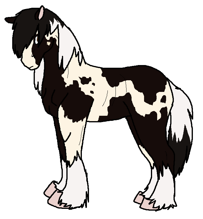 Gypsy Vanner.PNG