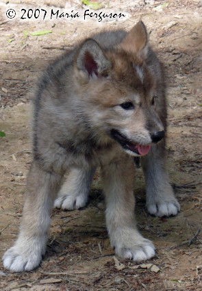 chito6wks.jpg