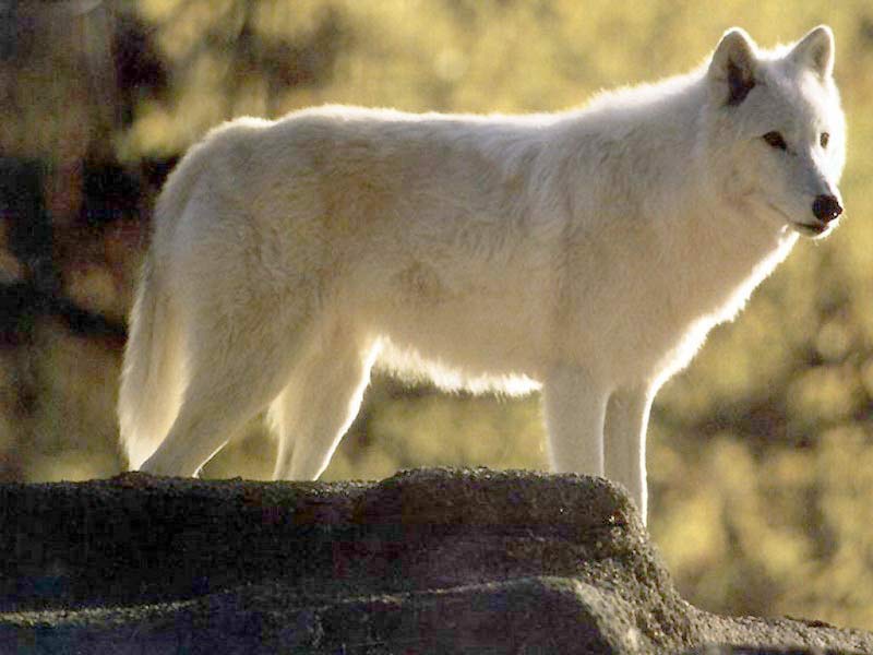 white-wolf.jpg