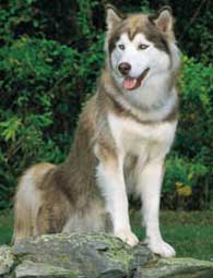 siberian_husky_03a.jpg