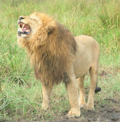 LionRoar.jpg