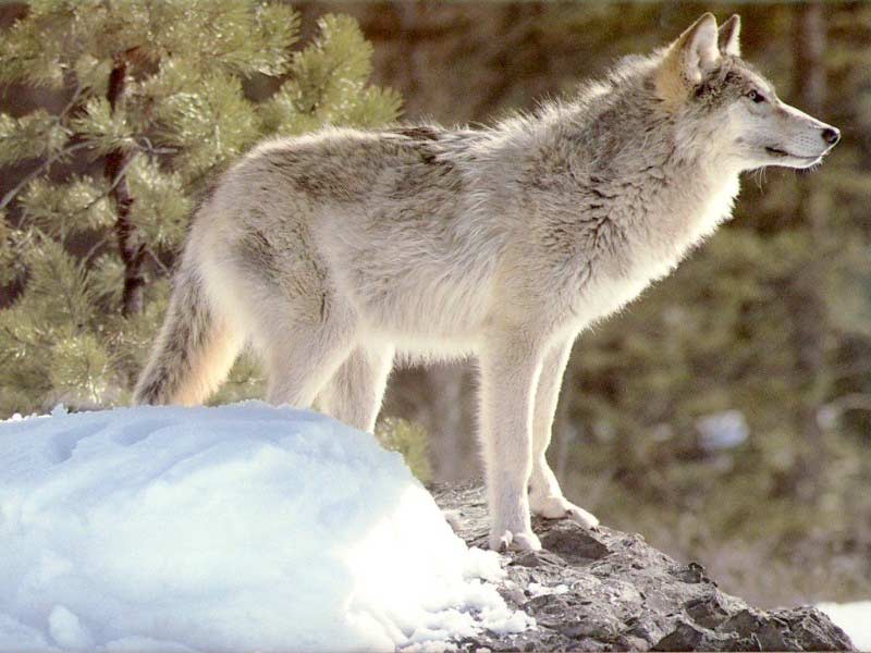 snow-angry-wolf.jpg