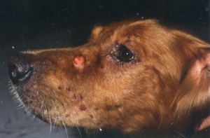 derm9.jpg