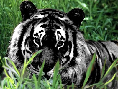 Black_Tiger.jpg