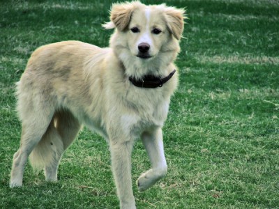 dog_by_batueritenel-d169b4o.jpg