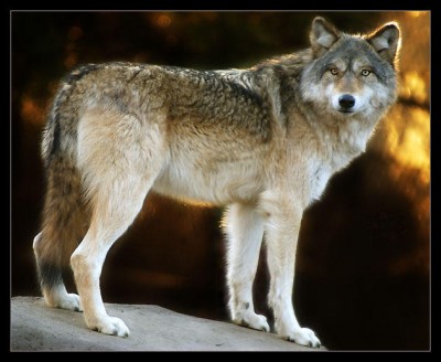 253548_res1_FireWolf.jpg