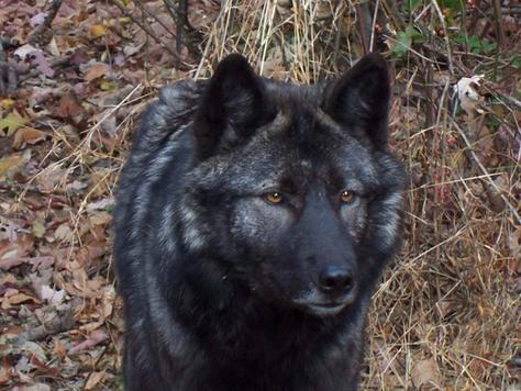 p250242-Lakota_Wolf_Preserve-Shilo.jpg
