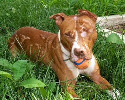 AmericanPitBullTerriersRiverLyingDownBallOutside.jpg