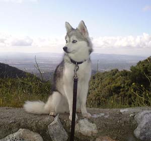 alaskankleekai_fletcher.jpg