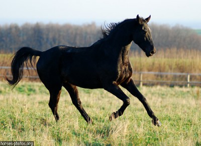 horse.jpg
