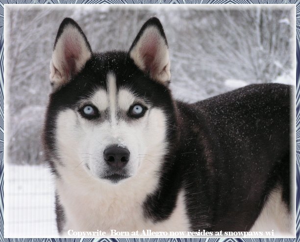 gal1-blk-huskymale.jpg