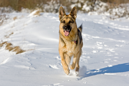 German_Shepherd_Running.jpg