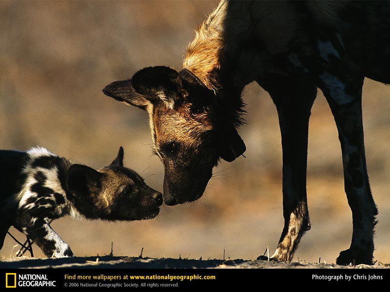 african-wild-dog-youngster.jpg
