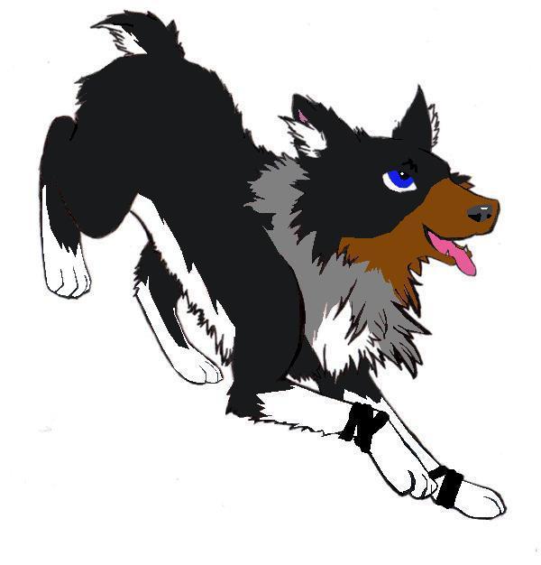Doberhusky.jpg